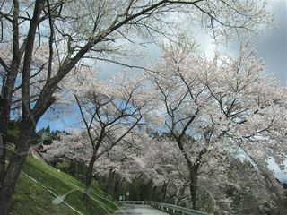 IMG_7307_s.jpg