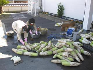 宮崎から出荷される大根(光明寺さん提供).jpg